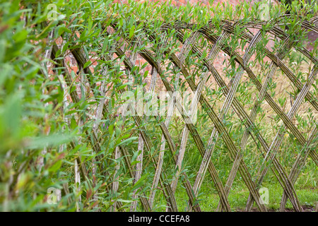 Live Willow woven screen fencing or fedge, England, UK Stock Photo