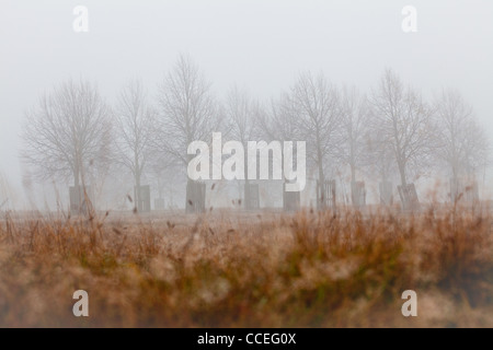 Trees in Home Park are planted in rows and create graphic shapes and lines along the horizon. The thick fog adds atmosphere. Stock Photo