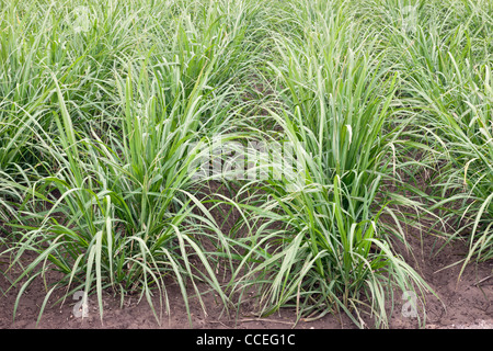 Sugar cane young regrowth, field. Stock Photo