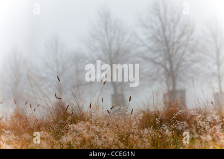 Trees in Home Park are planted in rows and create graphic silhouettes on the horizon. The thick fog adds atmosphere. Stock Photo