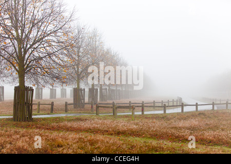 Trees in Home Park are planted in rows and create converging lines of perspective. The thick fog adds atmosphere. Stock Photo