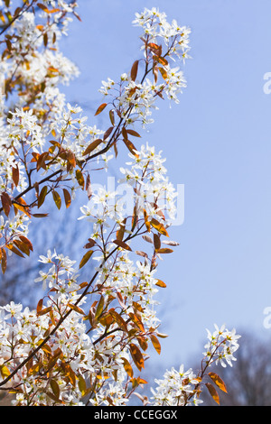 Juneberry or Amelanchier lamarckii blooming with white flowers in spring with blue sky background Stock Photo