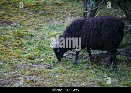 Black heath sheep grazing, Westruper Heide, North Rhine-Westphalia, Germany. Stock Photo