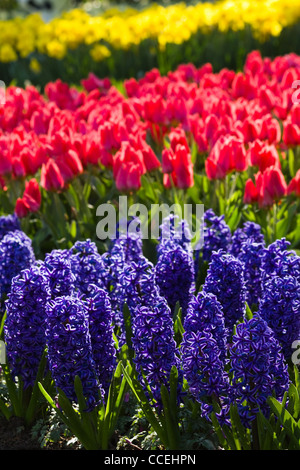 Blue hyacinths, red tulips and yellow daffodils in spring Stock Photo