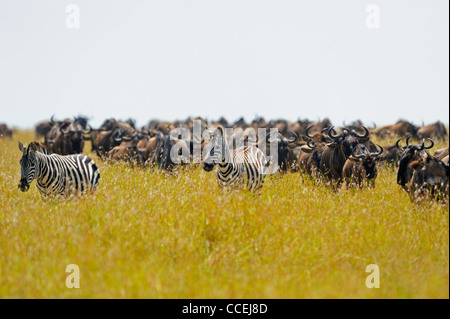 Wildebeest (or wildebeest, wildebeests or wildebai, gnu) herds in Masai Mara, Kenya, Africa Stock Photo