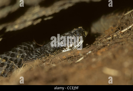 Timber Rattlesnake Crotalus horridus under rock. USA Stock Photo
