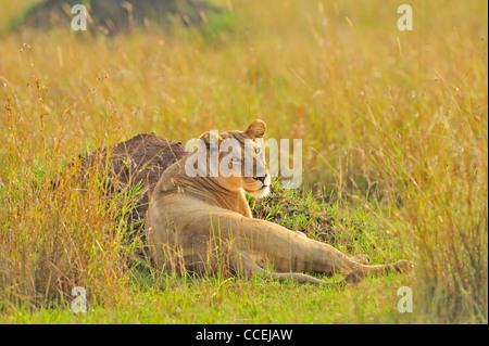 A pride of lions in Masai Mara, Kenya, Africa Stock Photo