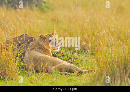 A pride of lions in Masai Mara, Kenya, Africa Stock Photo