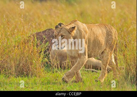 A pride of lions in Masai Mara, Kenya, Africa Stock Photo