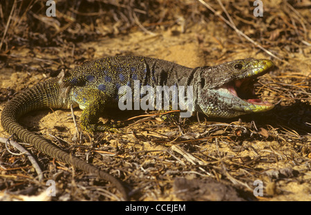 Eyed Lizard Timon lepidus with mouth open in threatening stance. Spain Stock Photo