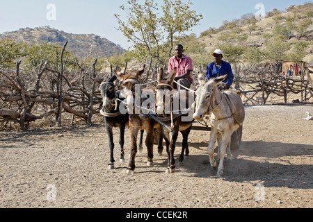 Himba men on donkey cart, Himba village near Opuwo, Namibia Stock Photo