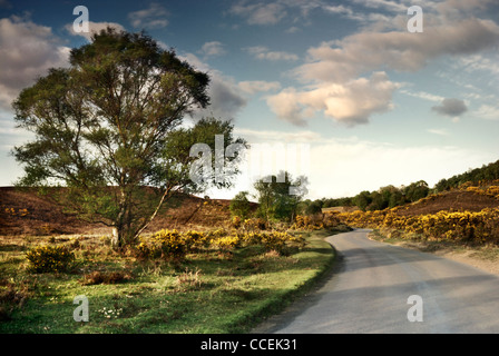 Heathland in the New Forest, Hampshire, England, UK Stock Photo