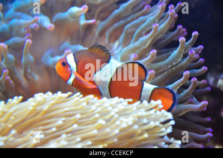 Ocellaris Clownfish amongst sea anemones in aquarium, Surrey, England, United Kingdom Stock Photo