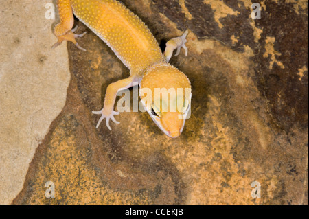 Gecko on rock shot from above Stock Photo