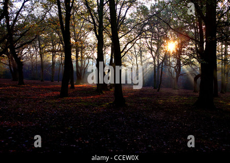 Sun shining through trees in Autumn time Stock Photo