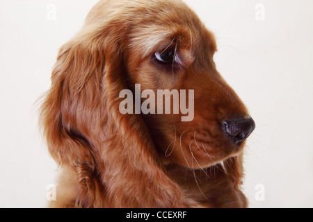 A Working Cocker Spaniel, side view Stock Photo
