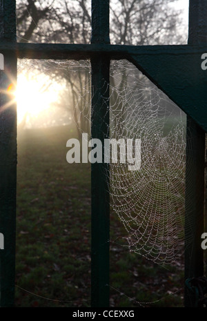 Dew on a spider's web Stock Photo
