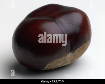 A conker, close-up Stock Photo