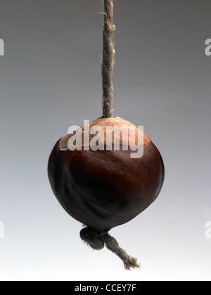 A conker hanging on a string Stock Photo