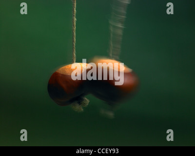 A conker striking another conker Stock Photo