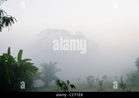 Winter fog at dawn in the countryside of northern Thailand near Chiang Mai with trees silhouetted & banana plants in front Stock Photo