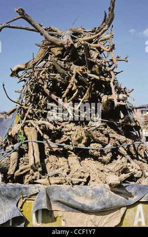 Dead trees and tree branches to be used for firewood at market, Yemen Stock Photo