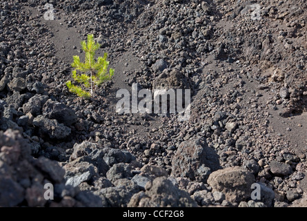 Young tree in stream of lava Stock Photo