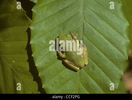 Gray Tree Frog (green  form) on leaf . Canada Stock Photo