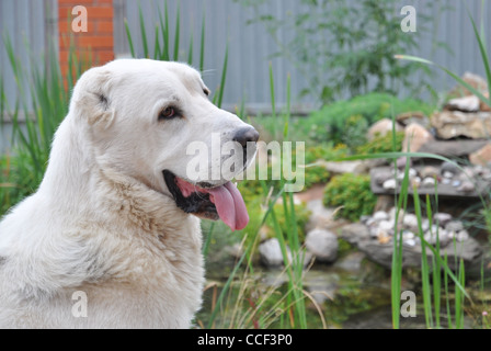 Central Asian shepherd dog Stock Photo