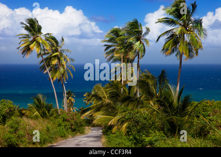 Palm trees overlooking the eastern coast of Barbados at Bathsheba Stock Photo