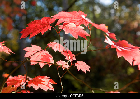Red maple leaves Stock Photo