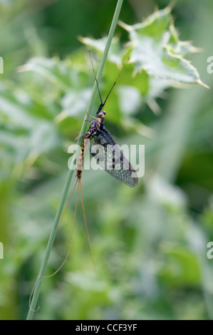 Mayfly, Ephemera danica, resting on grass stem. Stock Photo