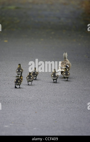 Mallard, Anas platyrhynchos, female with five ducklings walking along Tarmac path. Stock Photo
