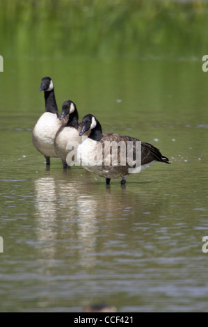 Canada Goose, Branta canadensis, three adults standing in shallow water scrape Stock Photo