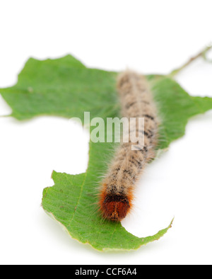 Lasiocampa quercus (Oak Eggar) caterpillar on hazelnut leaf over white Stock Photo