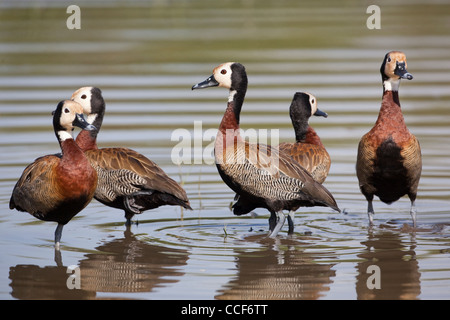 White-faced Whistling Ducks (Dendrocygna viduata). Hora Crater Lake, Ethiopia. Stock Photo