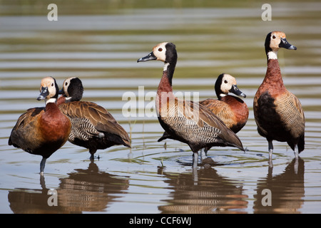 White-faced Whistling Ducks (Dendrocygna viduata). Hora Crater Lake, Ethiopia. Stock Photo