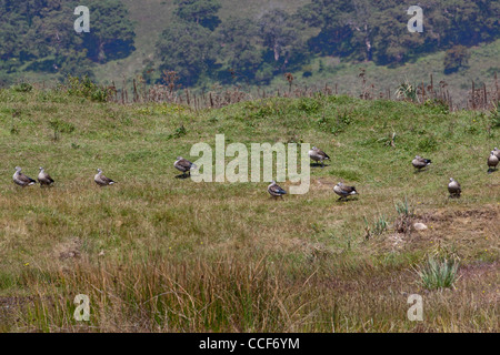 Abyssinian Blue-winged Geese (Cyanochen cyanopterus). Flock grazing on the edge of a Bale Mountain pool. Stock Photo