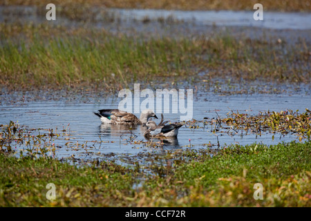 Abyssinian Blue-winged Geese (Cyanochen cyanopterus). Pair. Bale Mountain National Park. Ethiopia. Stock Photo