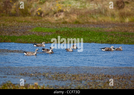 Abyssinian Blue-winged Geese (Cyanochen cyanopterus). Flock swimming on a pool. November. Bale Mountains. Ethiopia. Stock Photo