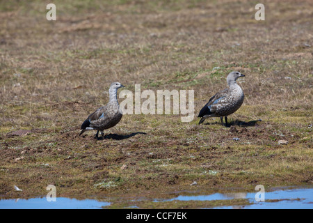 Abyssinian Blue-winged Geese (Cyanochen cyanopterus). Pair, male or gander, right. November. Bale Mountains. Ethiopia. Stock Photo