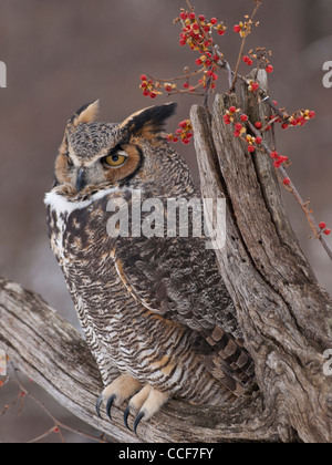 Close up of beautiful Great Horned Owl sitting on a dead tree with a bittersweet vine covered with red berries on a winter day. Stock Photo