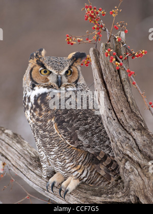 Close up of beautiful Great Horned Owl sitting on a dead tree with a bittersweet vine covered with red berries on a winter day. Stock Photo