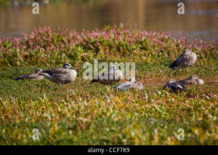 Abyssinian Blue-winged Geese (Cyanochen cyanopterus). Geese 'loafing' on a bed of flowering Bistort Polygonum. Bale Mt Ethiopia. Stock Photo