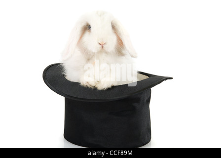 Little rabbit in a top magic hat isolated on a white background  Stock Photo