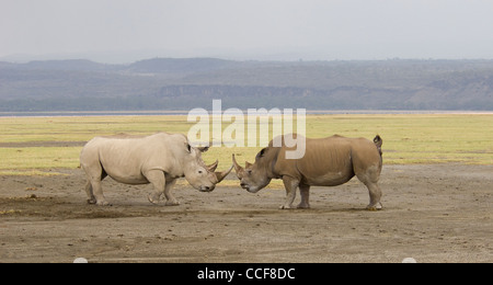 Africa Kenya Lake Nakuru National Park-Two White Rhinos facing each other (Ceratotherium simum) Stock Photo