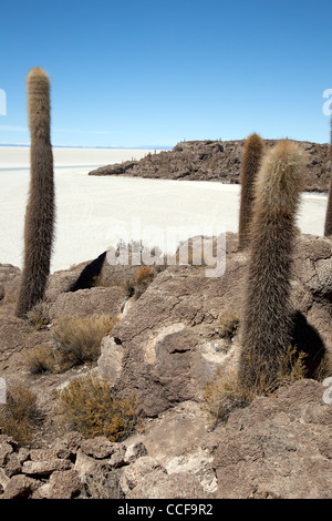 Incahuasi Island, or the Island of the cacti, in Bolivia's Salar de Uyuni, the world's largest salt flat and major tourist site. Stock Photo