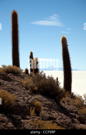 Incahuasi Island, or the Island of the cacti, in Bolivia's Salar de Uyuni, the world's largest salt flat and major tourist site. Stock Photo