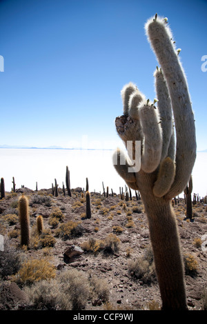 Incahuasi Island, or the Island of the cacti, in Bolivia's Salar de Uyuni, the world's largest salt flat and major tourist site. Stock Photo