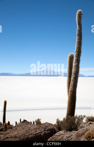 Incahuasi Island, or the Island of the cacti, in Bolivia's Salar de Uyuni, the world's largest salt flat and major tourist site. Stock Photo